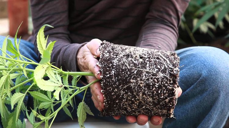 sadzače kvetináčov mimo presádzania záhrad