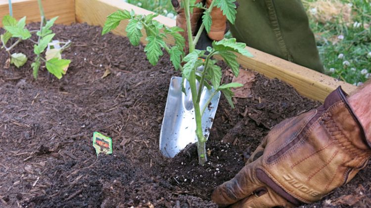 kvetináče kvetináče mimo záhrada presádzanie výsadba lopata