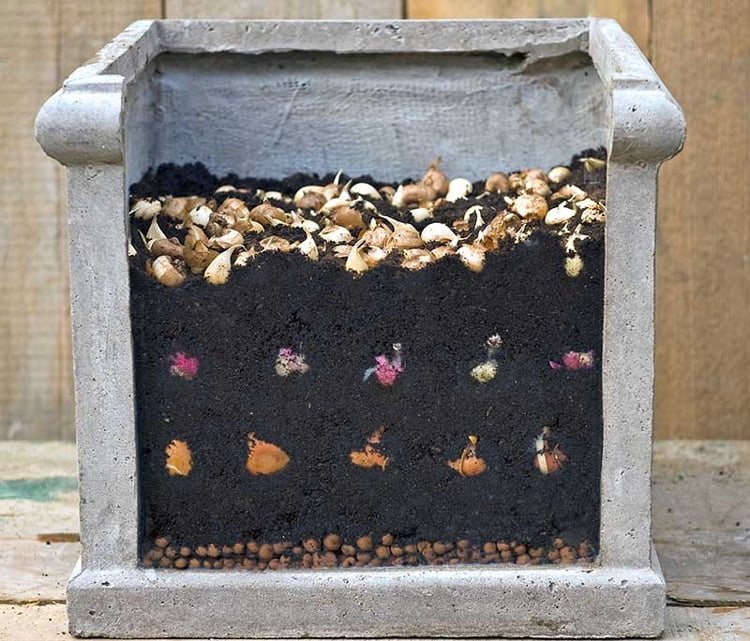 Cibule vysaďte na jeseň metódou lasagne