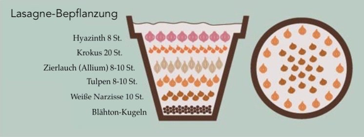 Cibule vysaďte na seba do vane