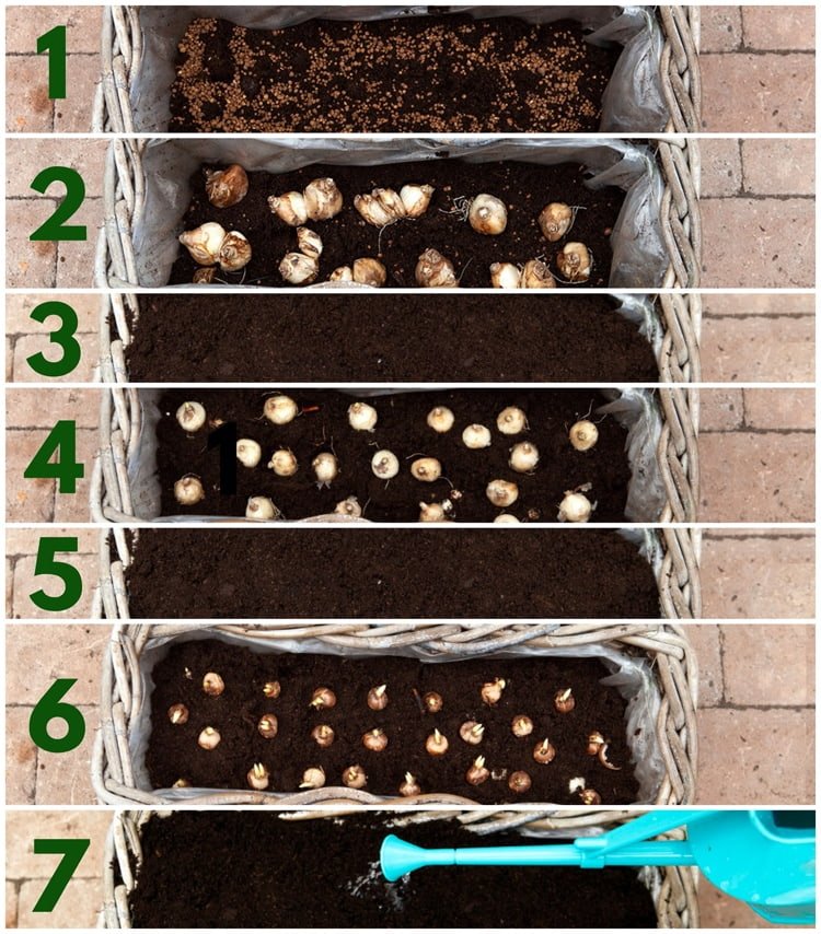 Cibule vysaďte do balkónových boxov do podláh