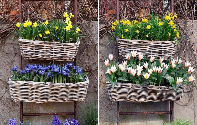 Cibuľové lasagne vysaďte aj do okenných boxov