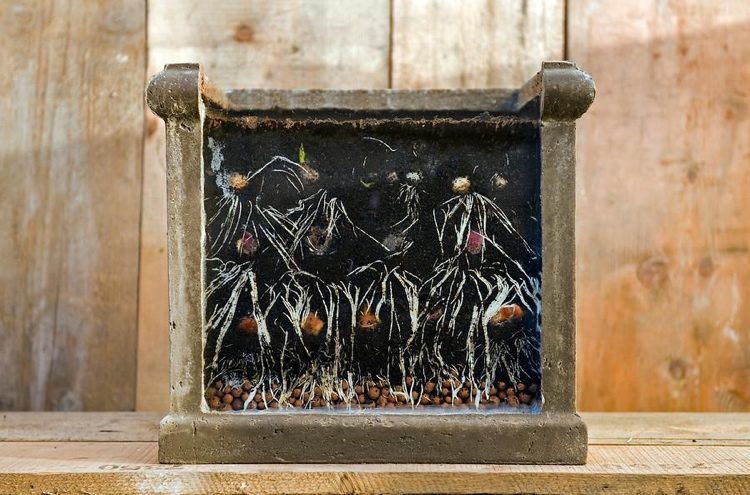 Cibule vysádzajte vo vrstvách pomocou metódy lasagne