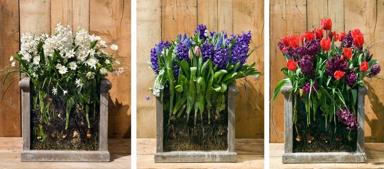 Rastlinné cibuľky vo vrstvách