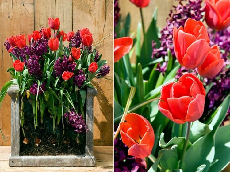 žiarovky v kvetináči tulipány a hyacinty