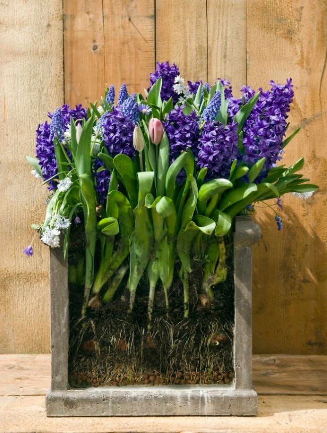 Výsadba žiaroviek v kvetináči vo vrstvách