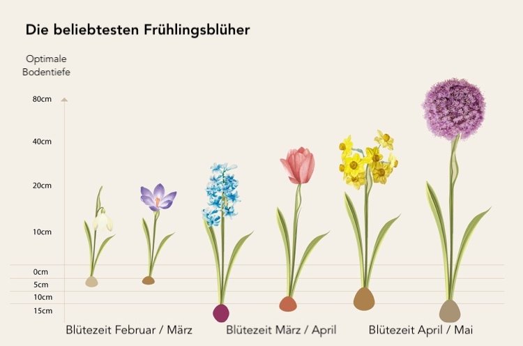 Návod Ako správne zasadiť cibuľoviny - aké hlboké