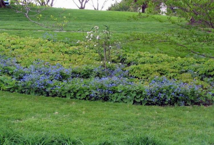 Kaugasus-nezabudni-nemodro-kvitnúce-tienisté lokality