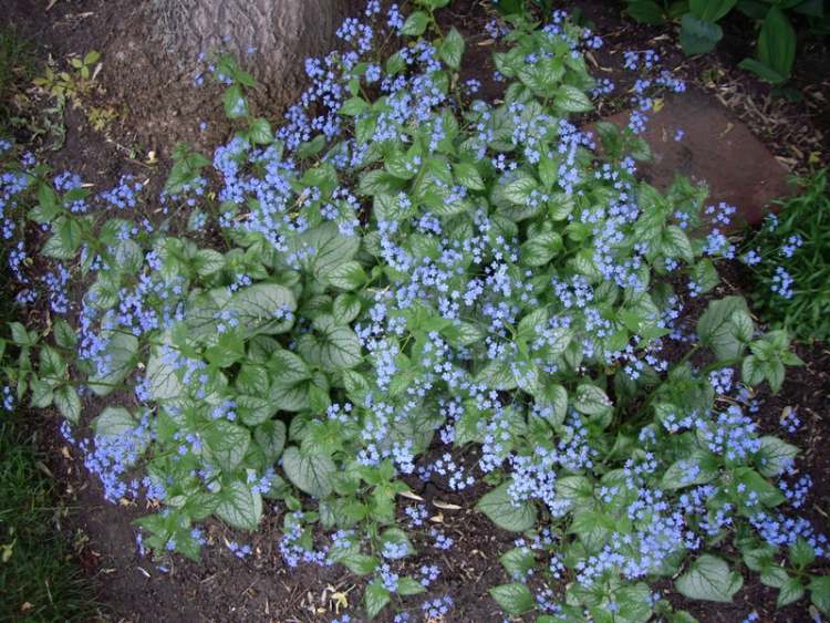 Brunnera macrophylla Jack Frost nezabudnuteľný zemný kryt do tieňa