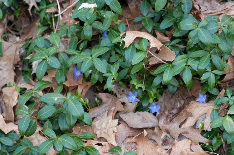 ground-cover-odtieň-rastliny-vinca-minor-modro-kvitnúce