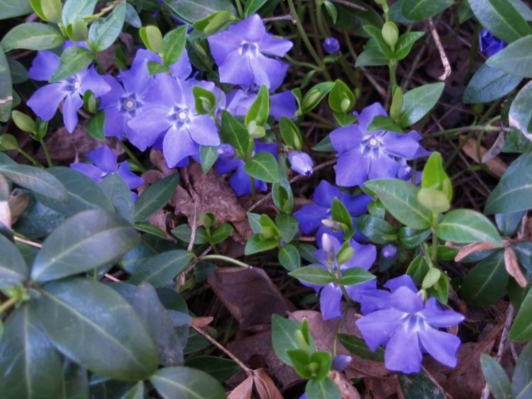 ground-cover-odtieň-rastliny-vinca-major-modro-fialová