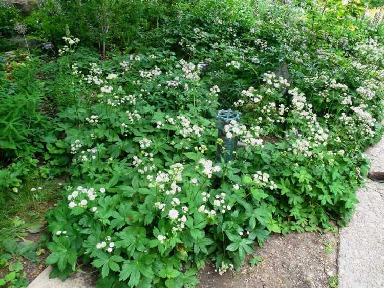 Zemný kryt pre tieňové rastliny-setrndolde-Astrantia-major