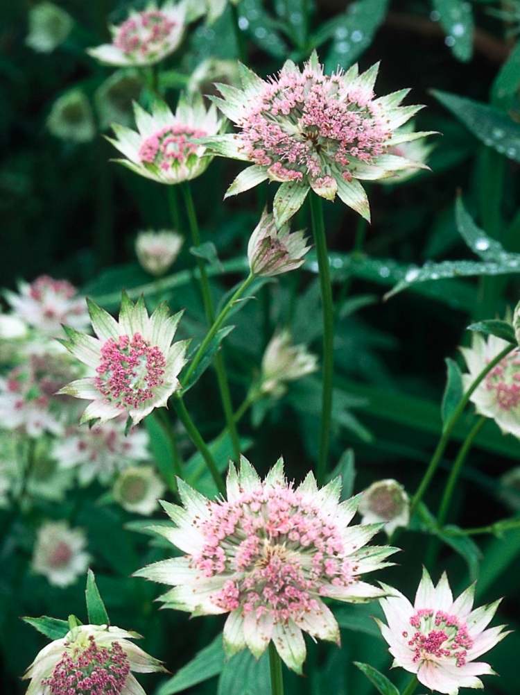Zemný kryt pre odtieň Astrantia major sterndolde blueten