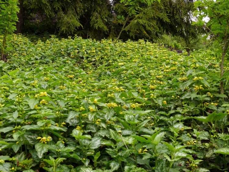 zemný pokryv-tieň-lamiastrum-galeobdolon-zlatá žihľava