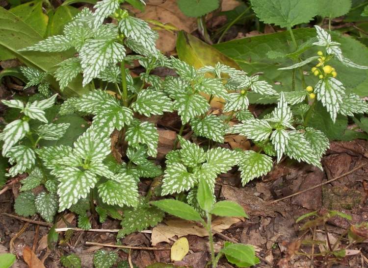 zemný pokryv-tieň-rastliny-Lamiastrum-galeobdolon-zlatá žihľava