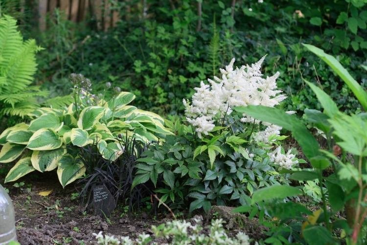 ground-cover-shadow-aruncus-aethusifolius-geissbart-funkia