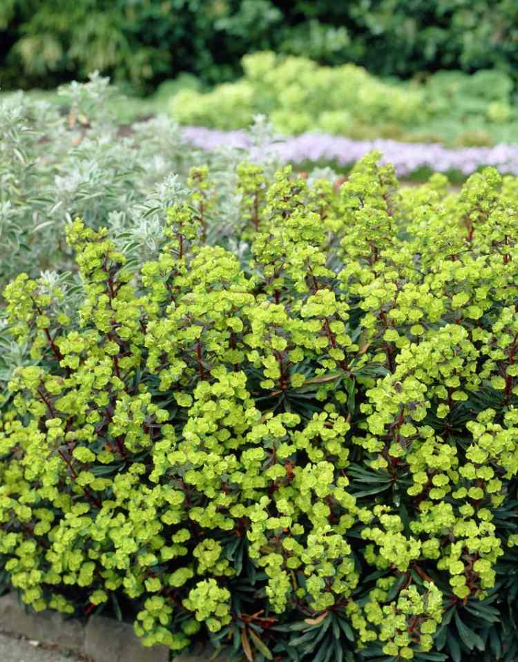 zemný pokryv-tieň-rastliny-mandľové vlčie mlieko-Euphorbia-amygdaloides