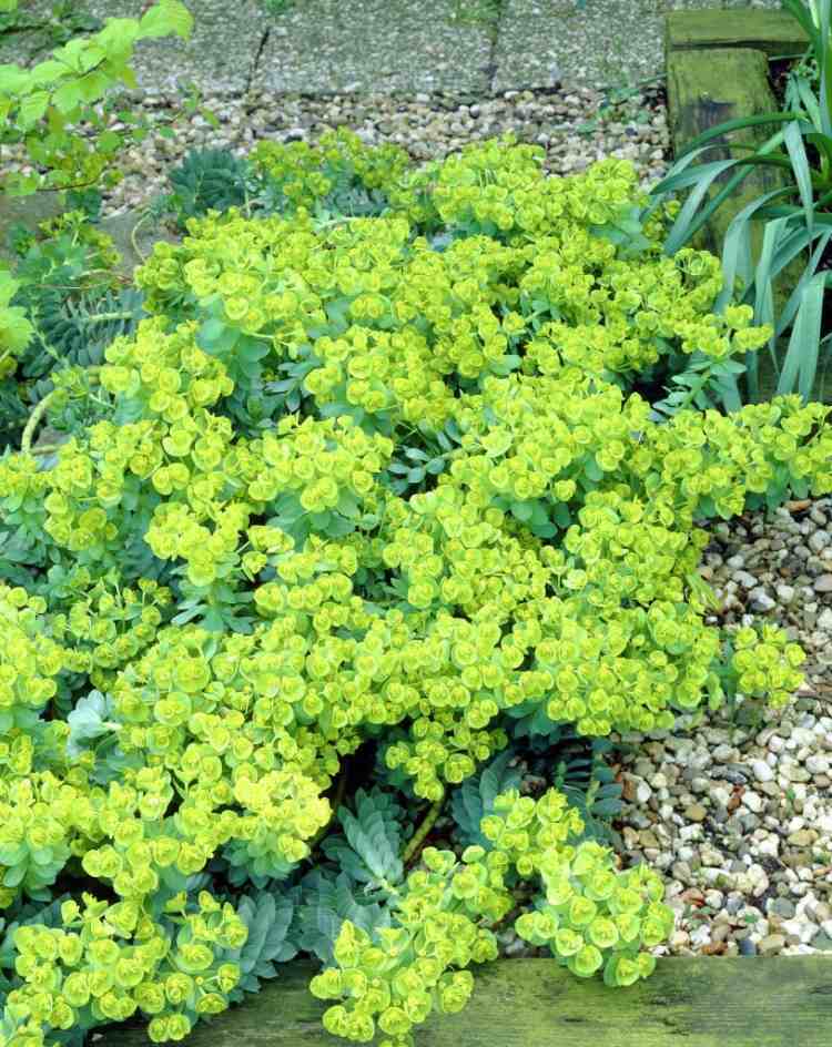 ground-cover-shadow-euphorbia-myrsinites-roll-milkweed