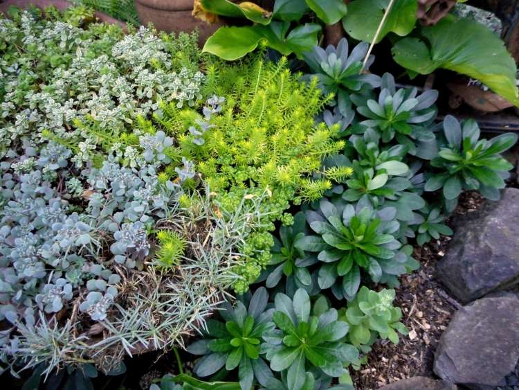 zemný pokryv-tieň-rastliny-euphorbia-amygdaloides-var-robbiae-mandľové vlčie mlieko