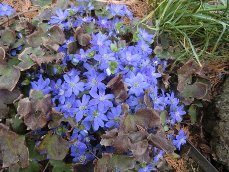 zemný pokryv-tieň-rastliny-modro-kvitnúce-Hepatica-nobilis-Hepatica