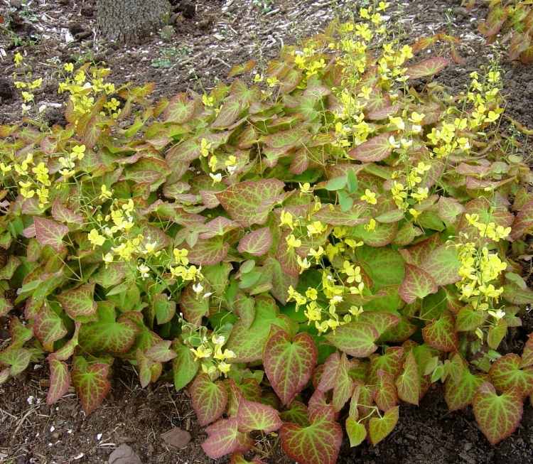 elfský kvet-Epimedium-perralchicum-zemný kryt-odtieň-žlté kvety