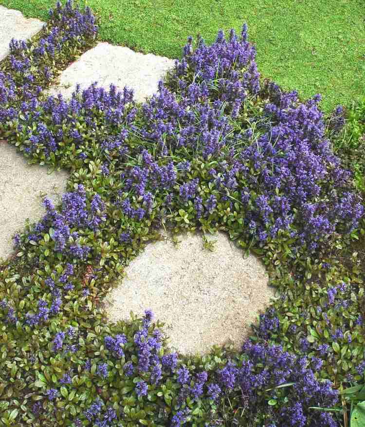 ground-cover-tieň-rastliny-ajuga-plazivé-guensel-purpurovo-kvitnúce