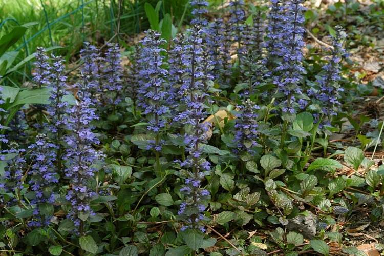 zemný kryt-odtieň-Ajuga-reptans-Kriechender-Guensel