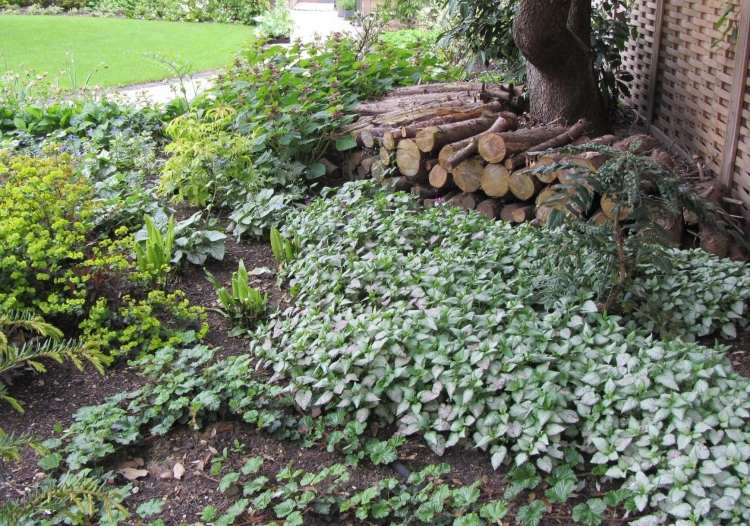 Zemný kryt pre tieň vhodný pre odrody rastlín