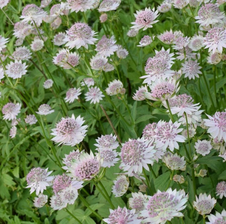 Zemný kryt pre tieň, čo zasadiť pod čerešňový vavrín alebo tisový živý plot