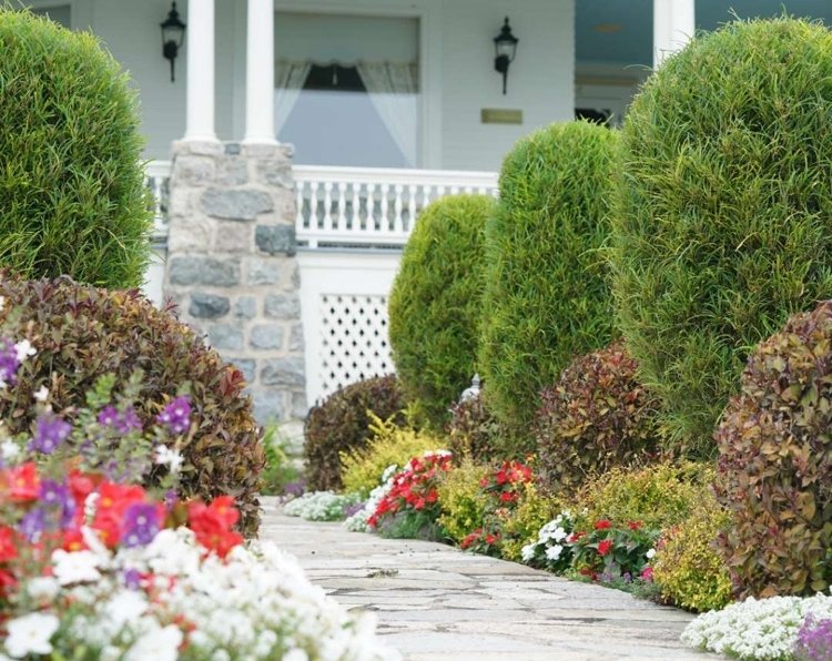 Zemný kryt pod živým plotom Nápady na svetlý tieň