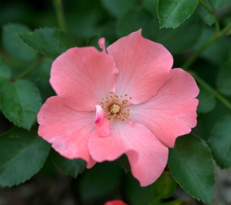 Pôdorysná odrodová ruža Coral má ružové kvety