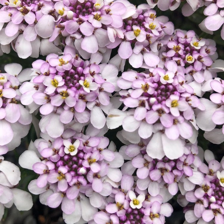 Candytuft s ružovými kvetmi ako pôdny kryt v domácej záhrade