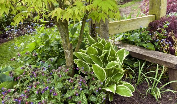 Zemný kryt pre tieň, ktorý rastie pod stromami pľúcnika