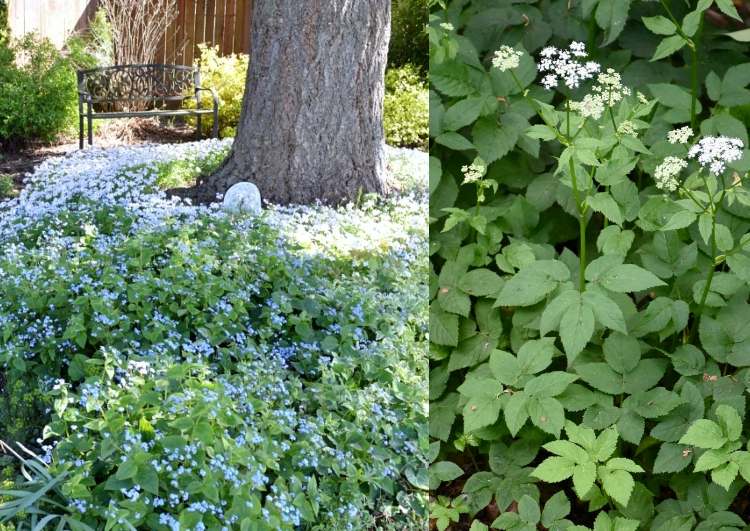 Pôda pod stromami Giersch Variegata