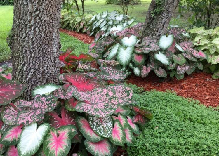 Kaladie pod stromami Nápady na tieňové oblasti