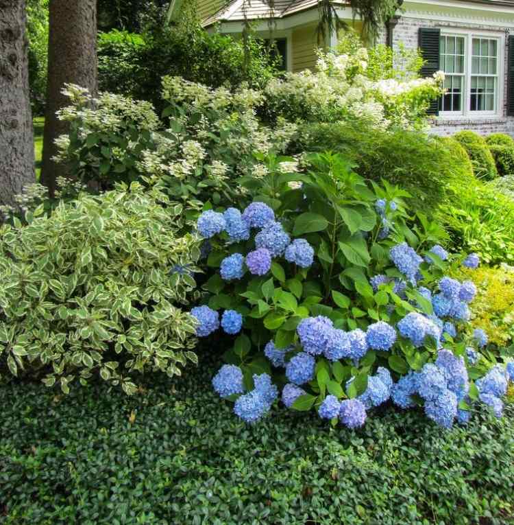 modré hortenzie a iné kríky zem-pokryv-vinca-minor-modro-hortenzie-ker