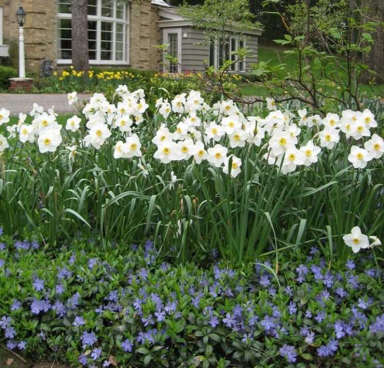 biele narcisy a modro kvitnúci brčál Vinca zemný porast-vinca-minor-weisse-narcisy