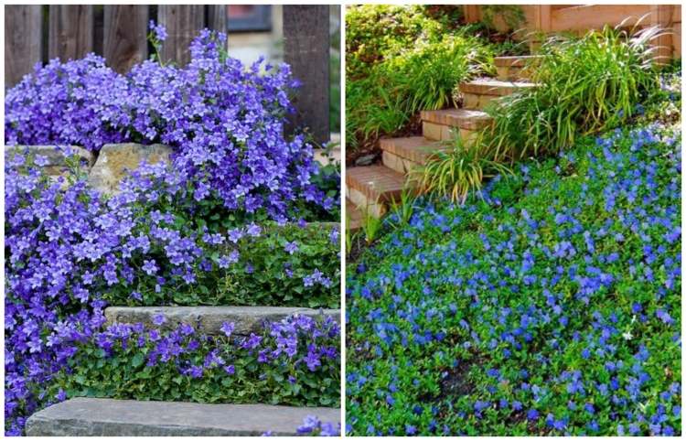 vždyzelený malolistý ako výplň medzier zem-kryt-vinca-menšie-slnečné-miesta-vhodné