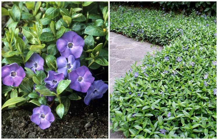 Zemný kryt Vinca do záhrady - rýchlo rastúci a nenáročný na starostlivosť pôdopokryvná-vinca-menšia-odolná-rýchlo rastúca