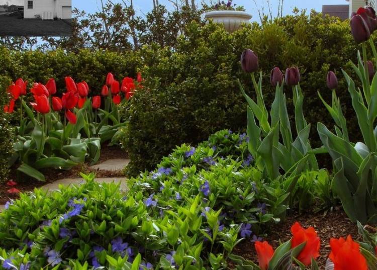 modro kvitnúca brčál vinca a červené tulipány ground-cover-vinca-minor-red-tulip-garden