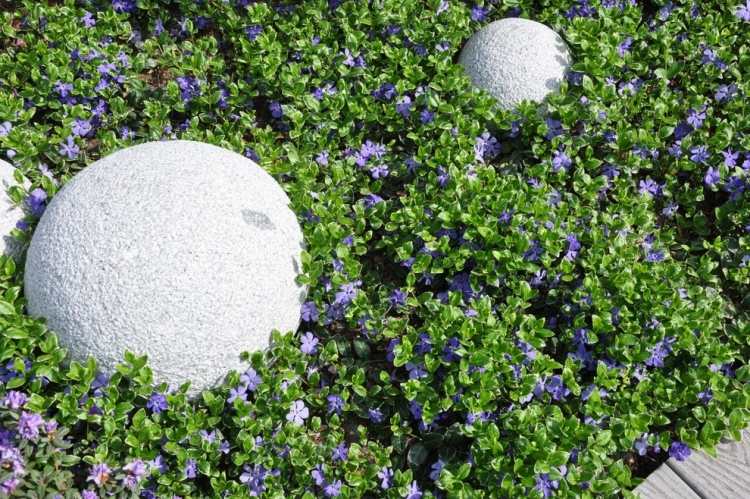 Vinca Minor sa tiež darí na slnečnom mieste zem-pokryv-vinca-minor-slnecna-poloha-evergreen