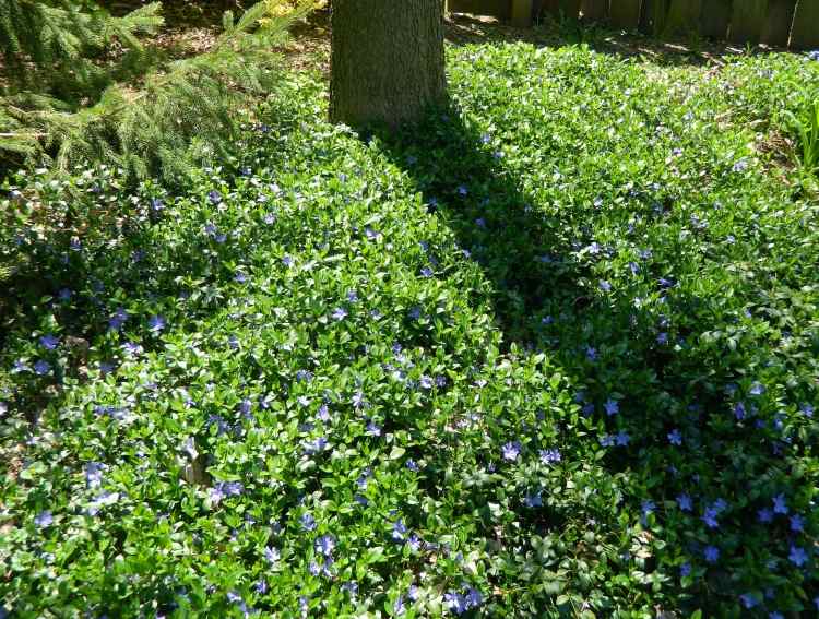 Vinca nie je tak náročná na polohu ground-cover-vinca-minor-slnečno-tienisté-miesto