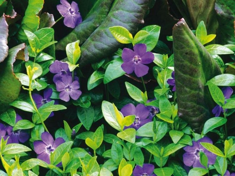 krásne tmavofialové kvety s bielym stredom zemný porast-vinca-minor-orgován-blueten-múdry-bluetenmitte