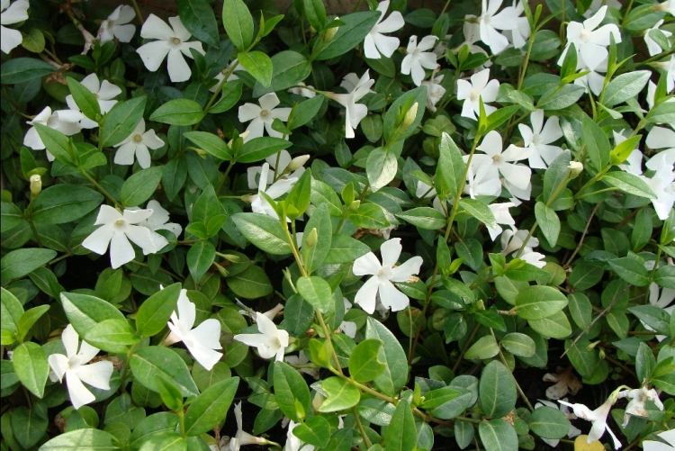 Vinca Minor Alba s bielymi kvetmi zemný kryt-Vinca-minor-Alba-weisse-blueten