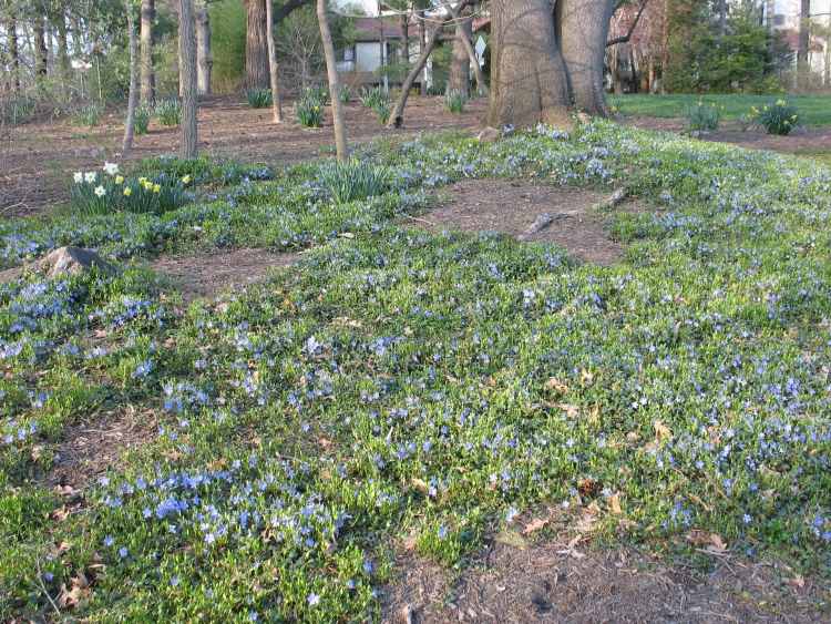 Vinca Minor tvorí malebný prírodný koberec pôdopokryvná-vinca-menšia-modro-kvitnúca