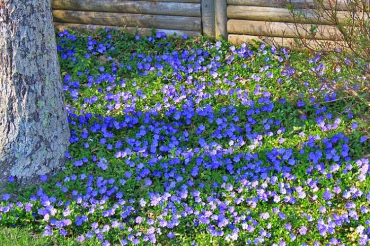 Vinca Minor tká nádherný koberec z modrých kvetov Pôdny kryt Vinca Minor -modro-purpurová-lúka