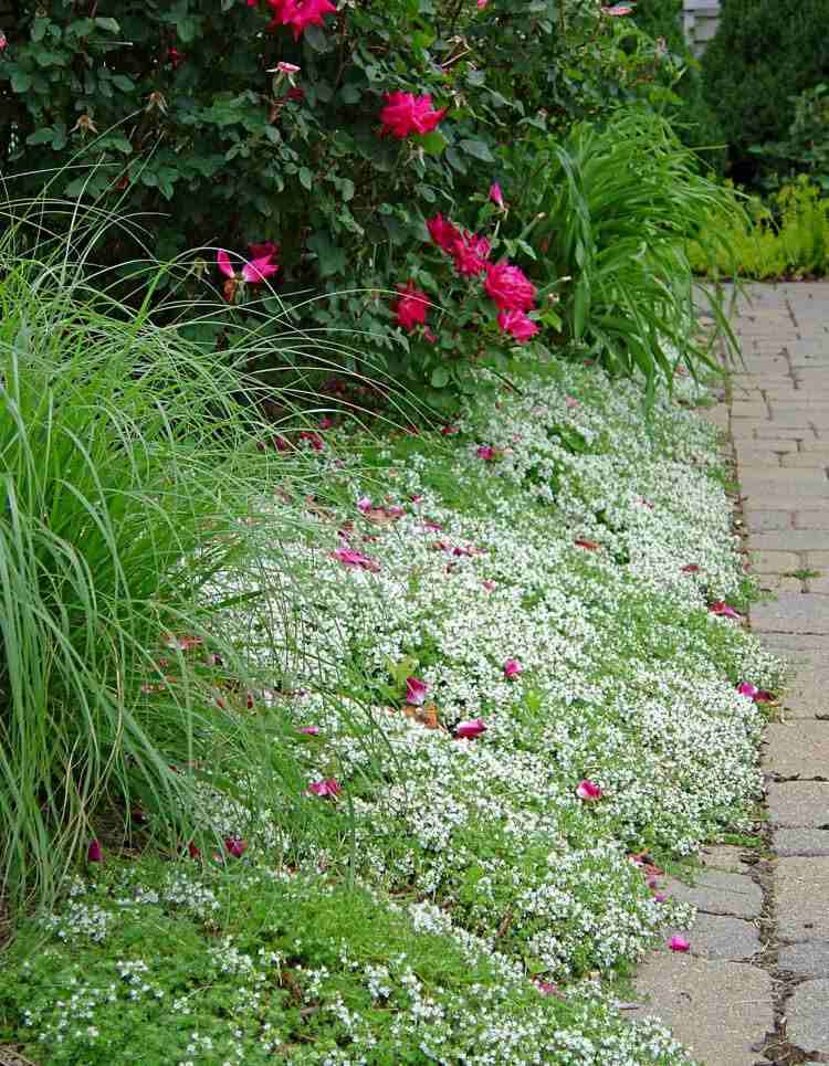 Pôdorysný tymian biely kvitnúci na lemovanie záhradnej cesty