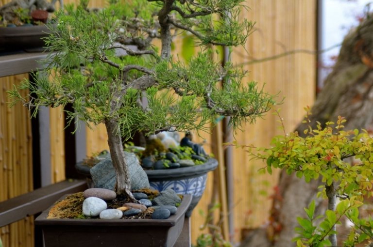 Bonsai črepníkový strom zdobený riekami Návrhy záhradného dizajnu kameňov bonsai