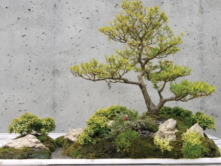 Bonsai strom na dvore zdobený kamienkami Bonsai-strom-dizajn-nápady-skalka-moderné