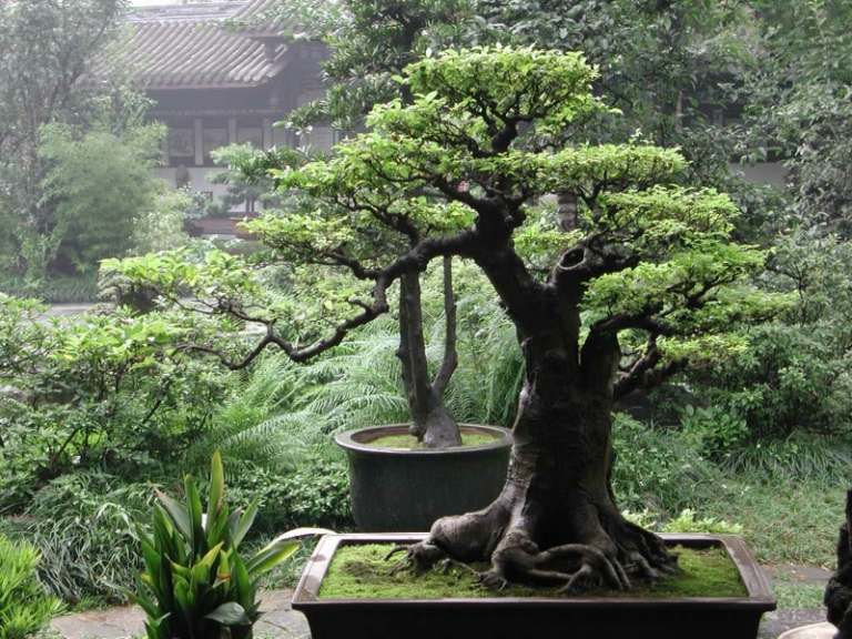 Veľké bonsaje ako ozdoba na terasu bonsai-strom-záhrada-dizajn-japonský-štýl-patio-dekorácia